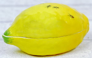 BOITE-CITRON_FOURMIS-Didier_GARDILLOU-2