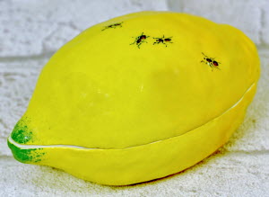 BOITE-CITRON_FOURMIS-Didier_GARDILLOU-9
