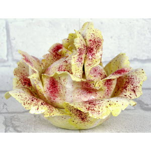 CHOUX_BLANC_MEISSEN-_1