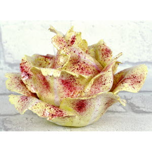CHOUX_BLANC_MEISSEN-_3