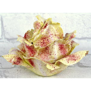 CHOUX_BLANC_MEISSEN-_7