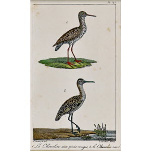 OISEAUX_de_BUFFON-3