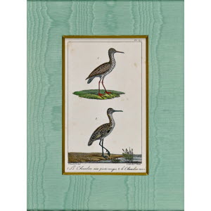 OISEAUX_de_BUFFON-4